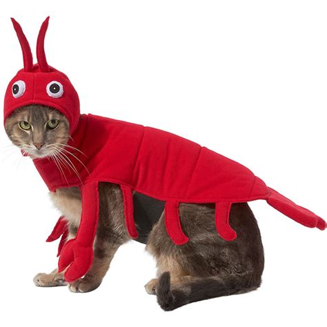 Cute Alert: 10 Cat Halloween Costumes for Your Favorite Feline