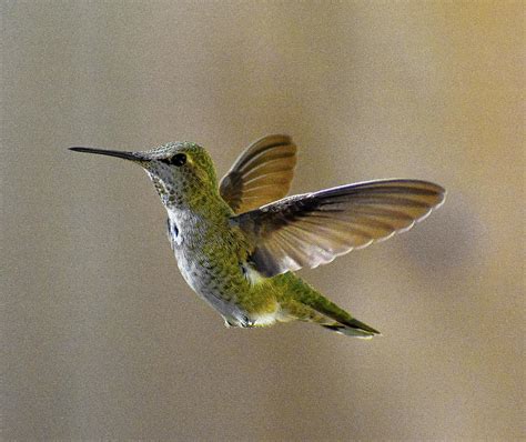 Pacific northwest hummingbirds Photograph by Allene Long | Fine Art America