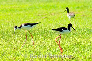 Hawaiian Stilt, Himantopus mexicanus knudseni