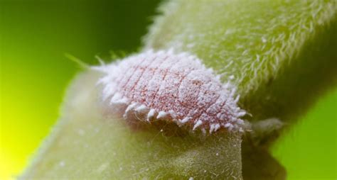 Plant Pest Series: Mealybugs — The Zen Succulent | Durham's Neighborhood Plant & Gift Shop