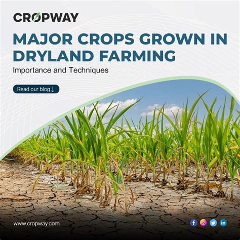 Dryland Farming: Techniques Importance, 46% OFF