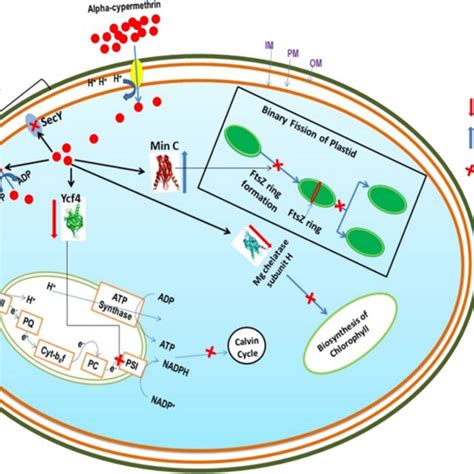 A hypothetical model showing the mode of action of alpha-cypermethrin... | Download Scientific ...