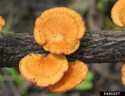 polypore fungus (Polyporus alveolaris)