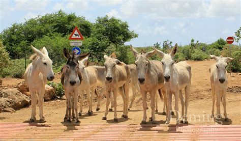 Bonaire Wild Donkeys ~ DONKEY FACTS: Did you know Female donkey is called: a jenny Male donkey ...