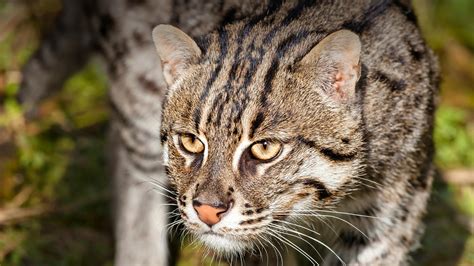 Fishing Cat | San Diego Zoo Animals & Plants