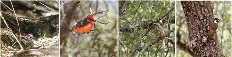 Birding - Coronado National Memorial (U.S. National Park Service)