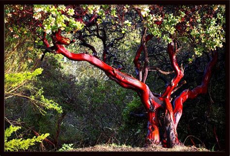 Manzanita tree, Plants, Trees to plant