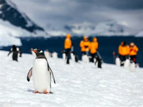 Antarctica cruises. Cruises & vacations to Antarctica