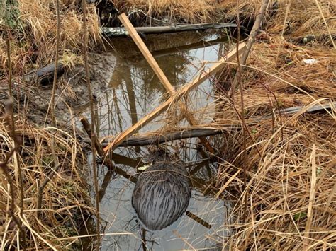 How To Trap Beavers For Beginners | Beaver Trapping 101 (Sets & Gear)