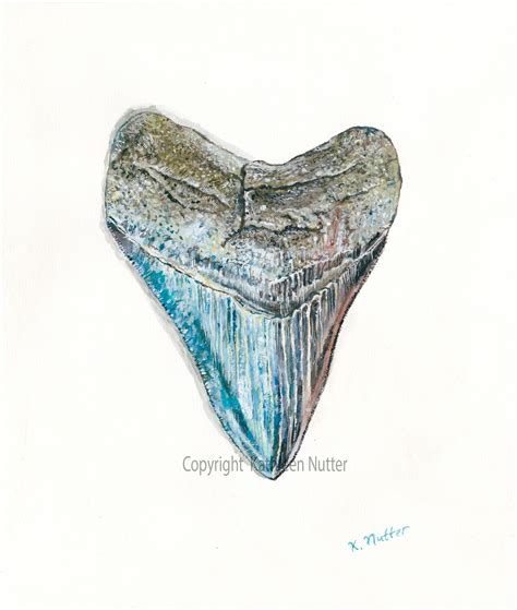 "Megalodon Tooth", Signed Archival Print of Original Watercolor Painting Featuring a Fossil ...