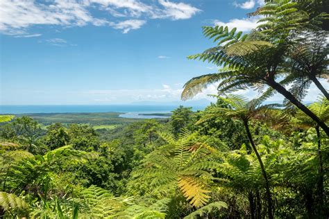 Daintree Rainforest Australia Facts - Image to u