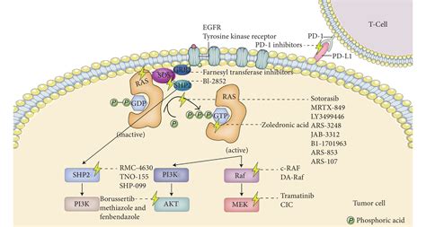 RAS Signaling Targeted Cancer Therapy