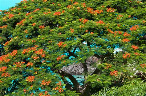 Royal Poinciana Tree - Hawaii Pictures