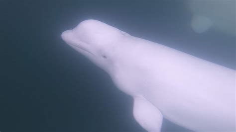 Don't Miss Churchill's Astonishing Beluga Whale Migration