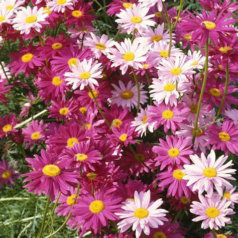 Insect Killer: Mixed Color Pyrethrum Seeds