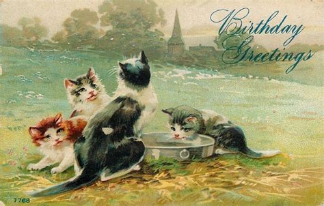 Cats Birthday Wishes Free Stock Photo - Public Domain Pictures