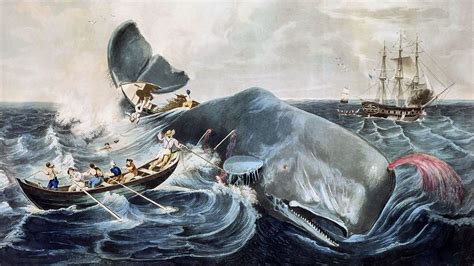 Interesting facts about whaling – Just Fun Facts