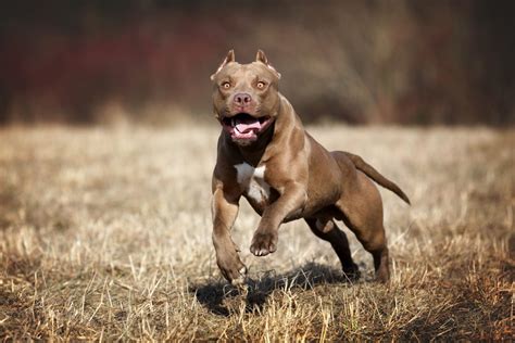 Doberman Pitbull Mix: An Ultimate Guide To This Crossbreed