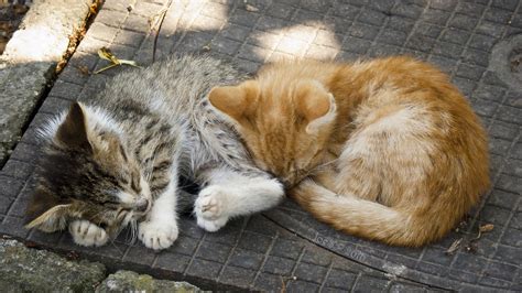 Sleeping Kitties by JoeGP on DeviantArt