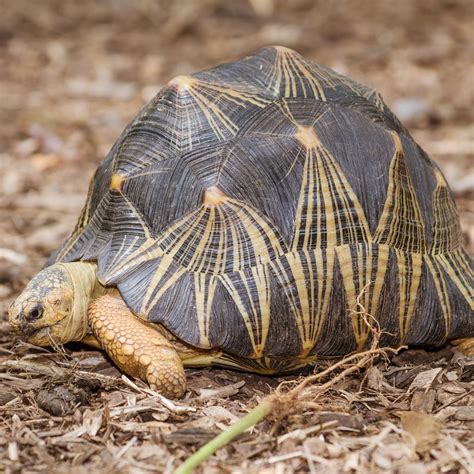 Radiated Tortoise (Astrochelys radiata) | about animals