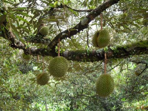 DURIAN, The “King of Fruits” !! - Alpro Pharmacy