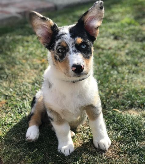 Corgi Puppies For Sale, Corgi Mix, Cowboy Corgi, Mini Aussie, Hybrid ...