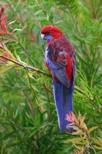 The stories La tells....: An Independence Day Tale......The Freedom Bird, a tale from Thailand