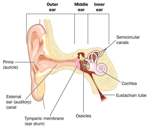 Ear Infection Symptoms: What Causes Them and How You Can Prevent Them - University Health News