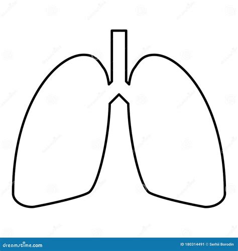 Simple Lungs Diagram