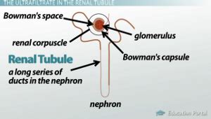 The Renal Tubule: Definition, Function & Terms - Video & Lesson ...