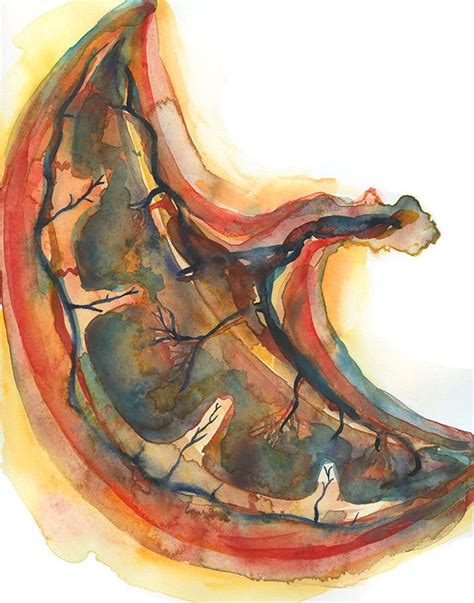 Placenta Watercolor Art Print Pregnancy Anatomy Art Print - Etsy