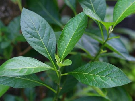 Uses Of Bitter Leaf Plant: Growing Bitter Leaf Vegetable Greens