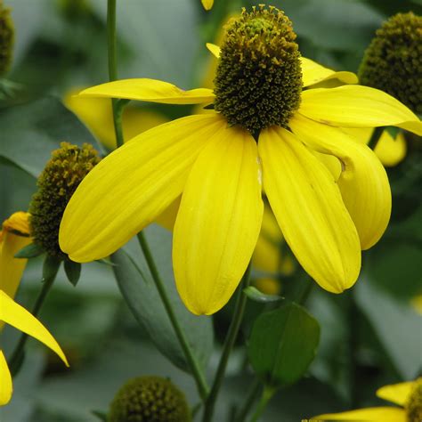 Rudbeckia laciniata | Kiefer Nursery: Trees, Shrubs, Perennials