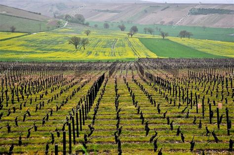 the beautiful vineyards in sancerre where wine is produced , france ...