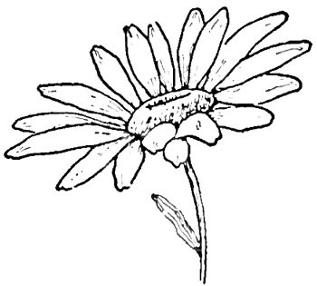 Drawing the Daisy : How to Draw Daisies with Easy Step by Step Lessons ...