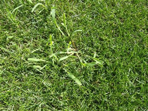 Crabgrass Control | Central Services Co. Inc.