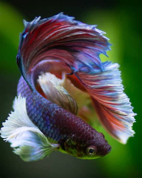 13 Safe and Compatible Betta Fish Tank Mates - PetHelpful