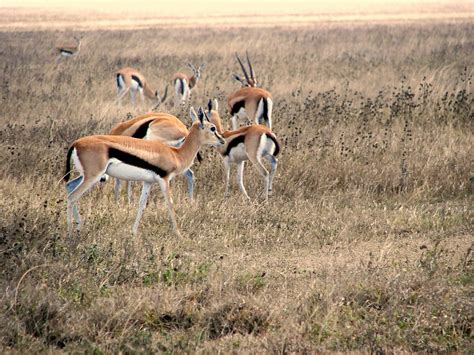 - Thomson's Gazelle herd | Serengeti, Tanzania | Anna & Jorge - - C@jig@ | Flickr