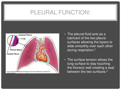 PPT - C31 Pneumothorax PowerPoint Presentation, free download - ID:586391