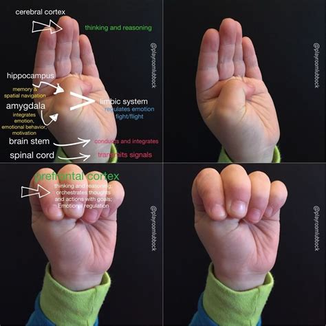 The Hand Model Of The Brain - Vários Modelos