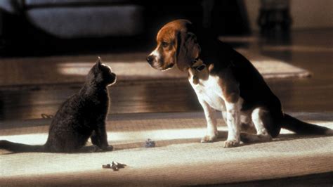 ‎Cats & Dogs (2001) directed by Lawrence Guterman • Reviews, film + cast • Letterboxd