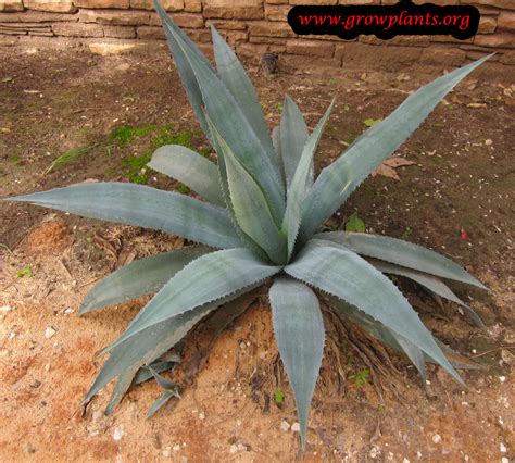 Agave americana - How to grow & care