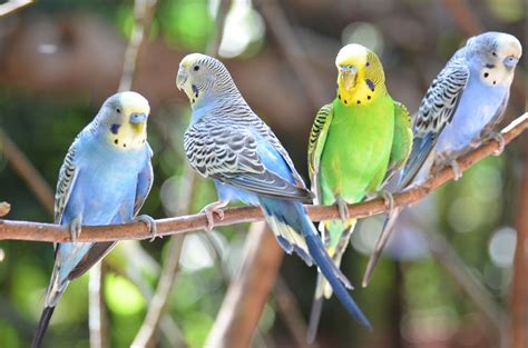 Learn All About Pet Budgie Birds