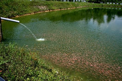 Redfin Enterprise: Our Tilapia Farm