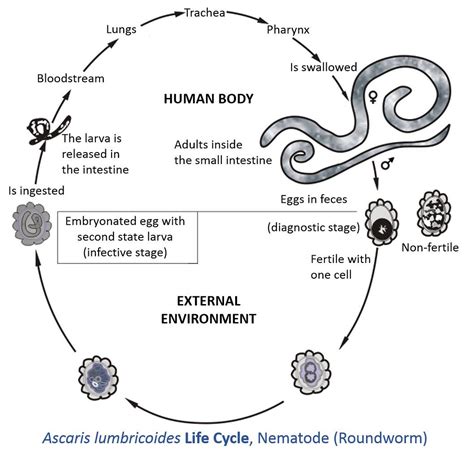 Ascaris Lumbricoides Life Cycle Information By Catalina Ma Flickr | Porn Sex Picture