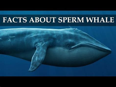 10 Amazing Facts About Sperm Whales || Whales With The Biggest Brains on Earth || Brain Feast ...