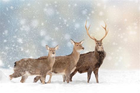 Deer in a Snow on Christmas Background Stock Image - Image of horn ...