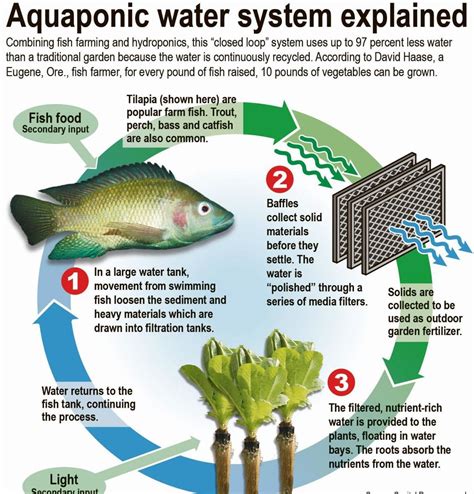 Tilapia Fish: Characteristics, types, breeding and more....