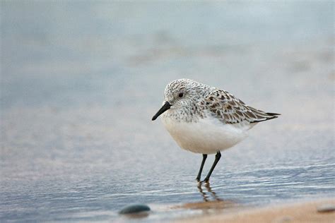 Sanderling at the Beach Photograph by Tom Scheidt | Fine Art America