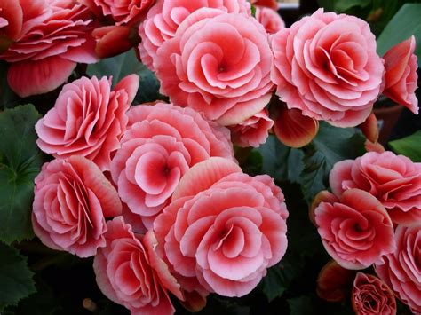 Begonia - Grow a Perennial Flowering Plant